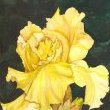 Summer Maiden by Mary Lyn Gough